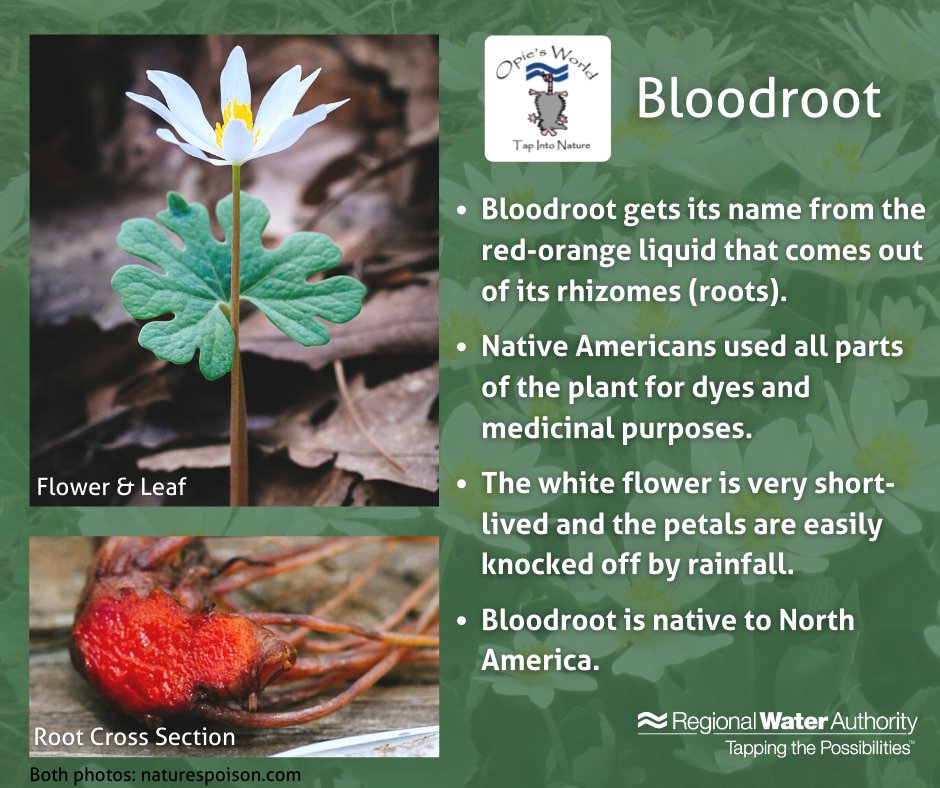 Check out this cool plant! Spring is full of surprises.