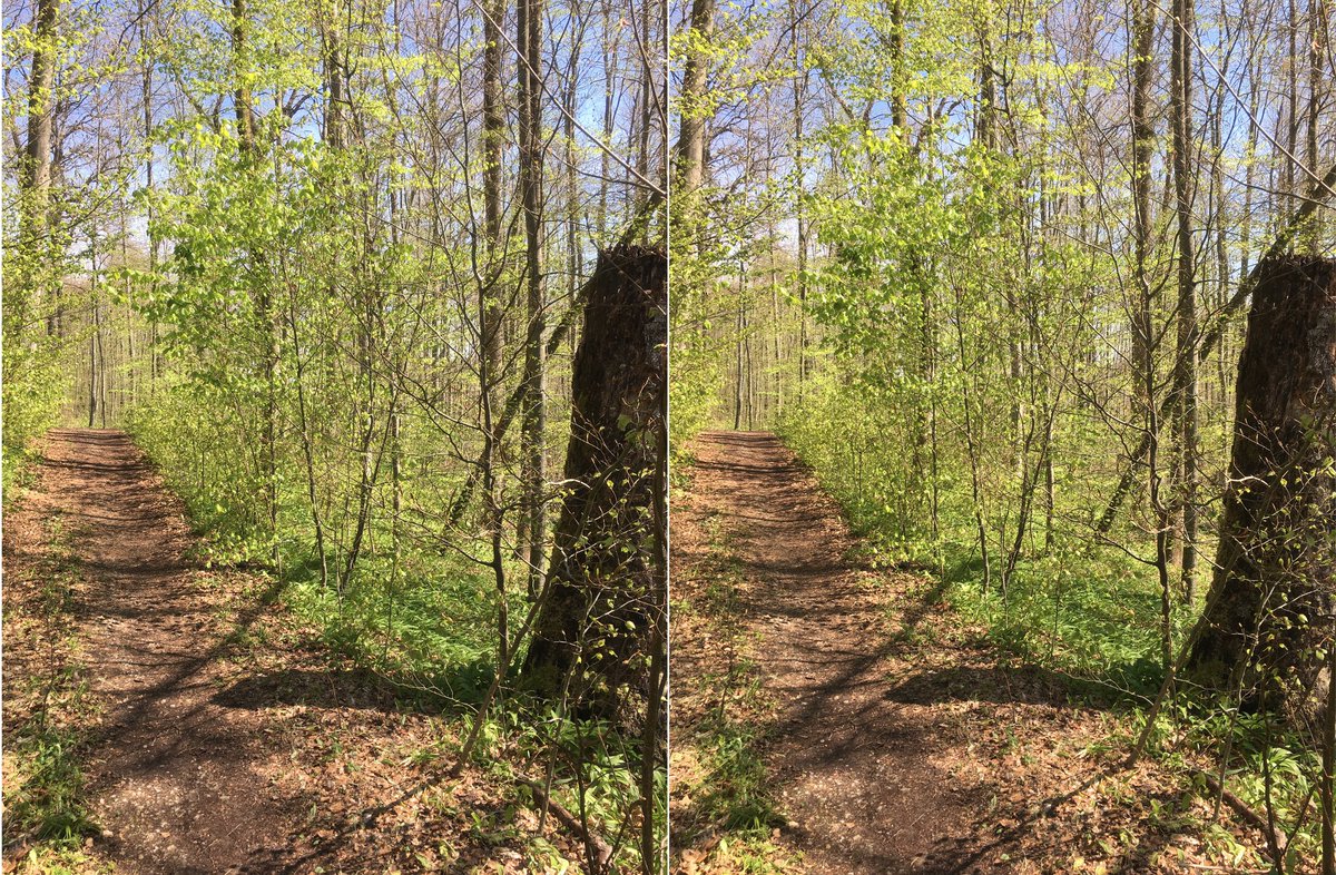  #waldszenen 20210508Browse this thread to see the same forest spot change from day to day ... Double mounts are  #3D. Read on to test this experience:  https://twitter.com/mweiss_tue/status/1373970623739879425?s=20