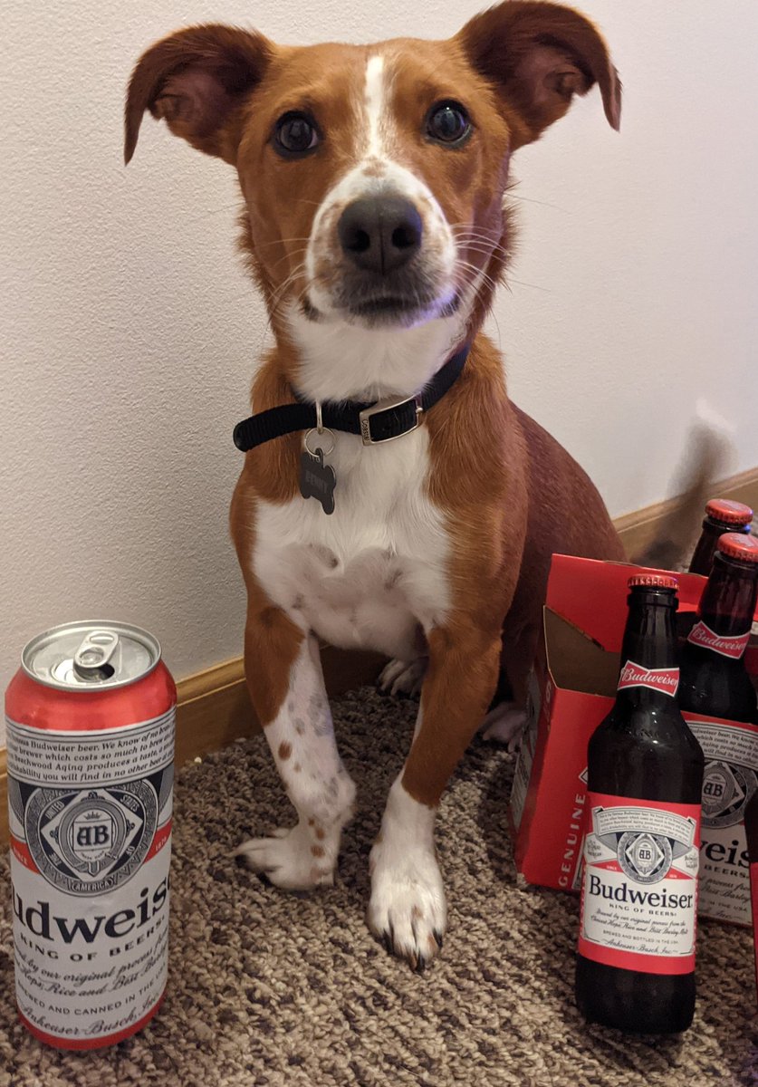 CountryFordLuv's tweet photo. #PupweiserContest https://t.co/r95FULm3tO