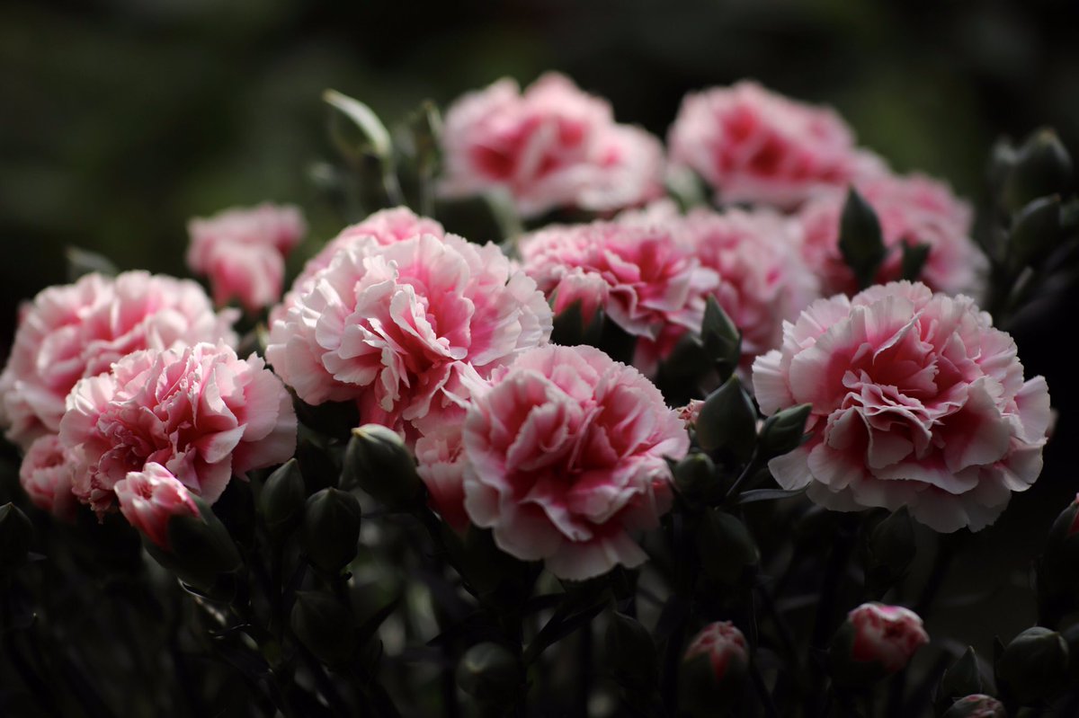 ・
May all the moms be happy,
be safe and sound.

#caryophyllaceae #dianthus
#HappyMothersDay ナデシコ科ナデシコ属カーネーション