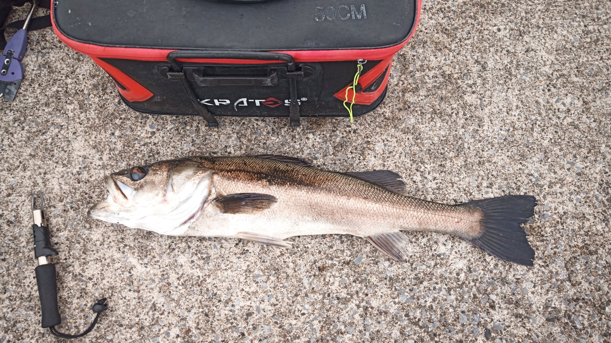 へたっぴclub 5 8川崎新堤 80オーバーのランカーシーバス バッカン50cmです ヒットルアー はライン1号のベリーサビキ5号www 他クロダイ アジ サバ イワシ アカエイ ホシザメなど色々釣れました T Co Vkppgbjgyc Twitter