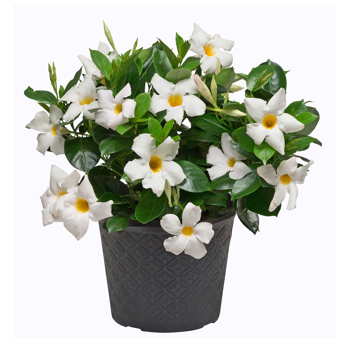 RioDipladenia's tweet photo. Happy Mother's Day, celebrate with Rios! #mothersday #riodipladenia https://t.co/fqZJwYuz11 https://t.co/evXkFAeuxC