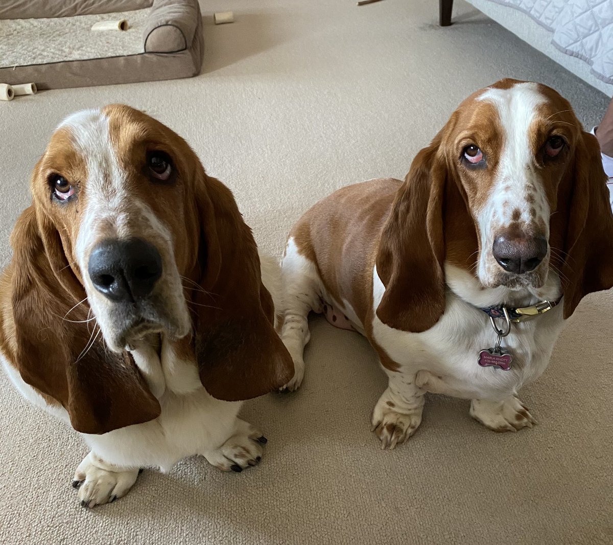 Winston and Penny giving their best cheese begging faces...🐶🧀❤️ #bassetlife #bassetlove