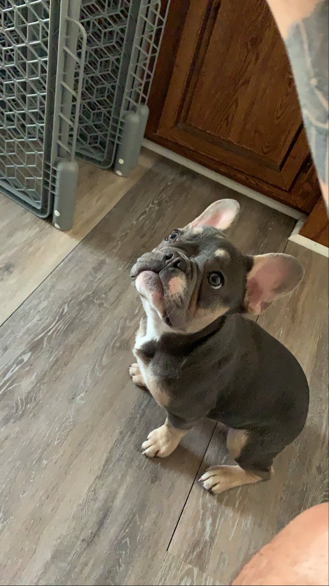 therealDre_Al's tweet image. Kobe Lorenzo photo dump! 💜💛💙 #LLJ #LLKB