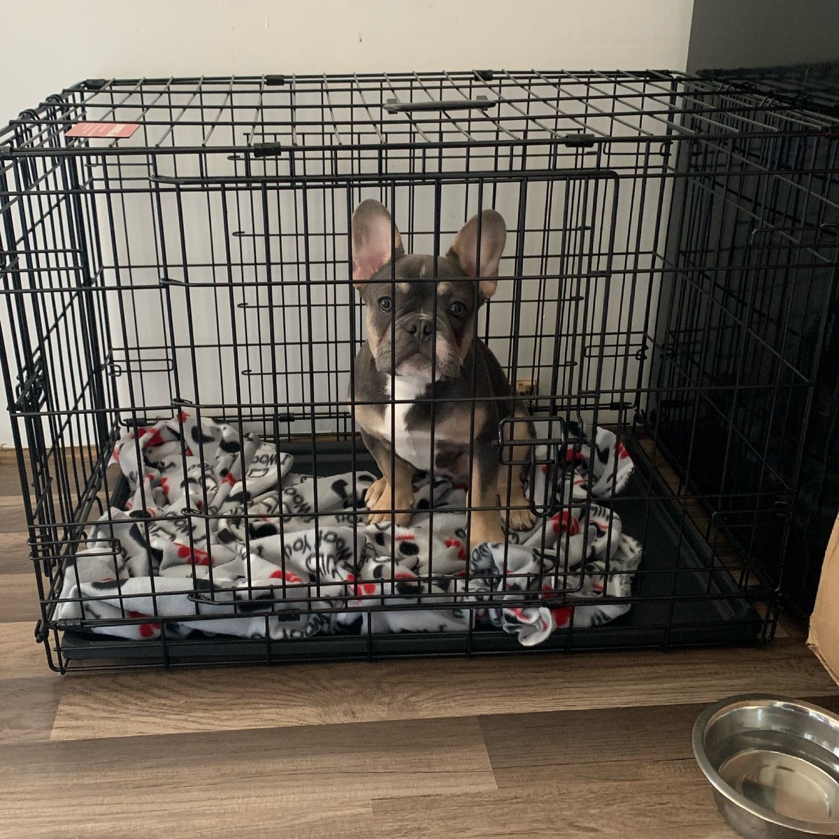 therealDre_Al's tweet image. Kobe Lorenzo photo dump! 💜💛💙 #LLJ #LLKB