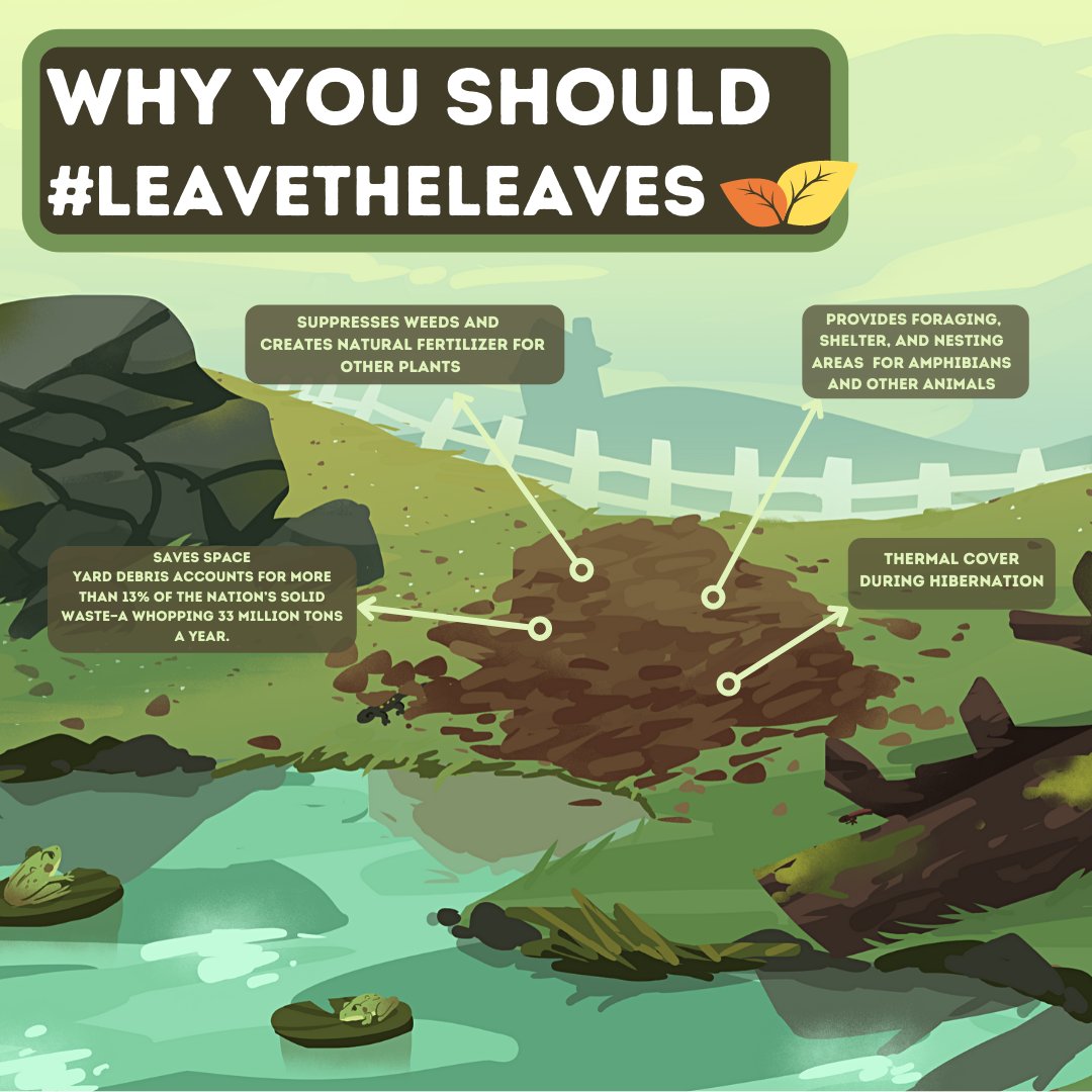 For the final day of #AmphibianWeek, here are some tips for conserving amphibian habitat on your land:

🌱Maintain unmowed buffers around water
🐸Avoid using chemical fertilizers, pesticides, and salts
💧Make sure livestock water troughs have escape ramps 
🍂Keep leaves and rocks