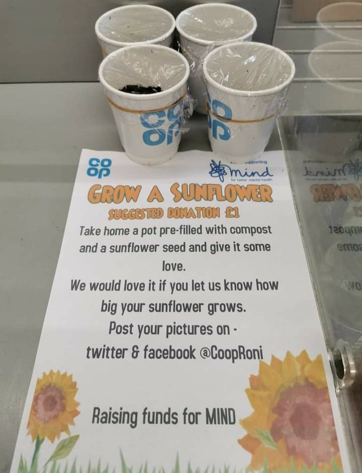 This has been so well received that I have to pot some more! Why #sunflowers, cos they make us smile. Let's see  them grow.