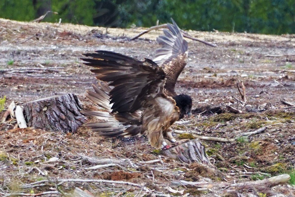 theoldskippy's tweet photo. De #Lammergier trekt deze dagen de nodige aandacht. en houd vele vogelspotters bezig. #LandschapOverijssel #Dalmsholte #Lemelerberg #Vogelskijken in het #Vechtdal @waarneming @volgdenatuur @VroegeVogels @vogelnieuws @rtvoost https://t.co/H5Iw6QSdtC