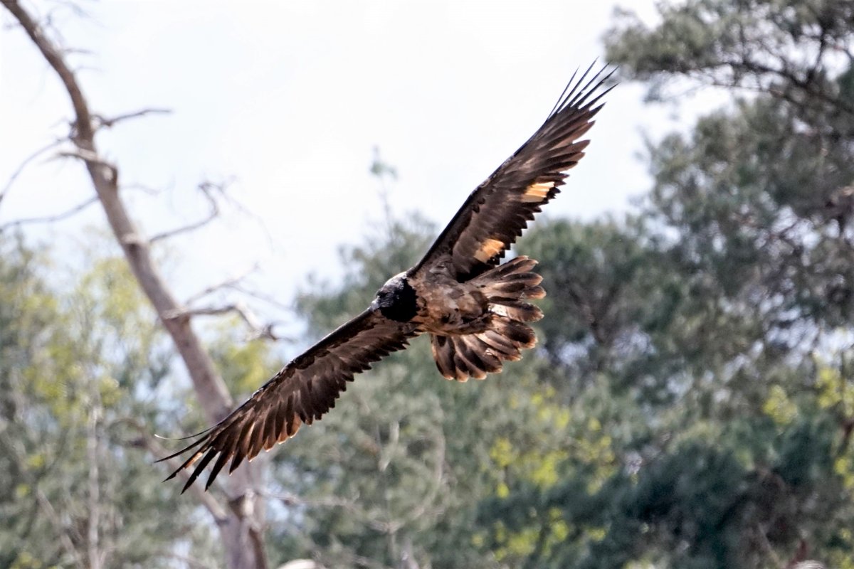 theoldskippy's tweet photo. De #Lammergier trekt deze dagen de nodige aandacht. en houd vele vogelspotters bezig. #LandschapOverijssel #Dalmsholte #Lemelerberg #Vogelskijken in het #Vechtdal @waarneming @volgdenatuur @VroegeVogels @vogelnieuws @rtvoost https://t.co/H5Iw6QSdtC