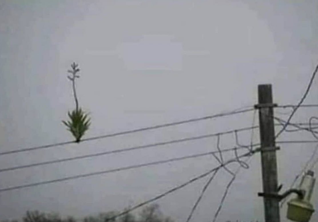 tomi01carp's tweet photo. Plantas en la casa: no me gusta donde me pusiste, me voy a pudrir 

Plantas en la calle https://t.co/wl2eHvB8r5