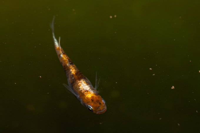 ヤマトヌマエビ ミナミヌマエビ 川エビの餌や飼育方法 メダカと混泳できる水槽の掃除屋 メダカの飼育 飼い方を知ろう アクアリウムなら大分めだか日和