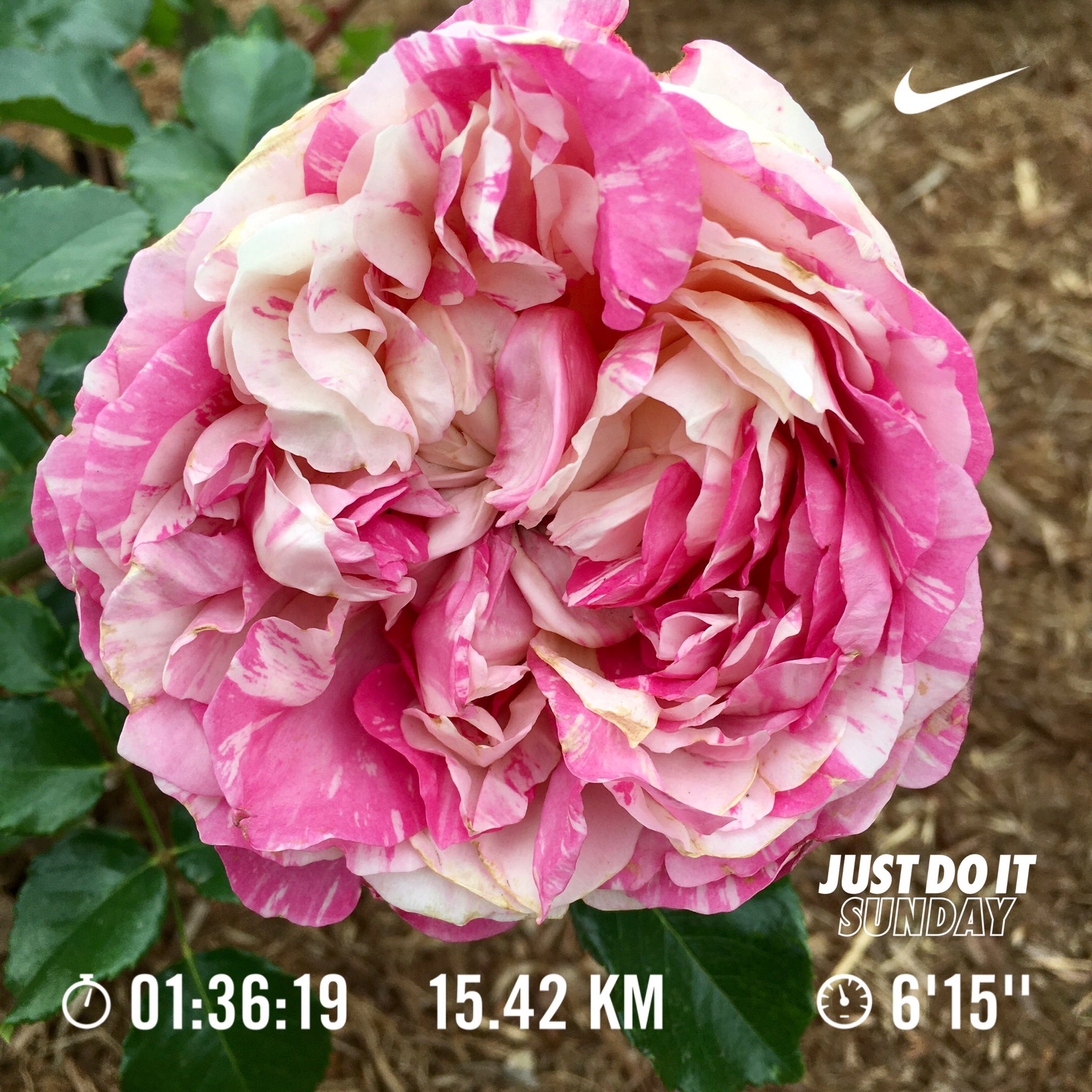 創走漕まこと Have A Nice Day Amp Nice Running Today S 15 4km May S 135 3km Today S 野津田公園 Tokyo Nrc Justdoit Run 朝ラン ランニング Runner ばら広場 野津田公園ばら広場 花写真 花