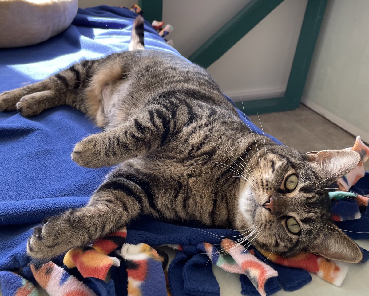 Happy Adoption Day, Amelia! 🥳