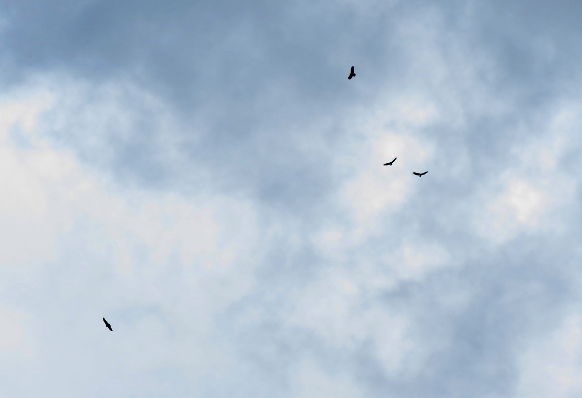 Un año más participando #GlobalBigDayEc2021, registrando las <a href="/AvesQuito/">Aves Quito</a> en <a href="/Team_eBird/">eBird</a>.
#GlobalBigDay <a href="/global_birding/">Global Birding</a> <a href="/SwarovskiOptik/">SWAROVSKI OPTIK</a> #PajareandoAndoEcuador, <a href="/RedAvesEcuador/">Red Aves Ecuador</a>.