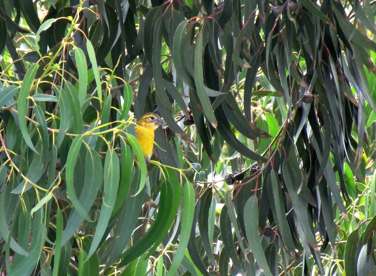 EBirdwatcher tweet picture
