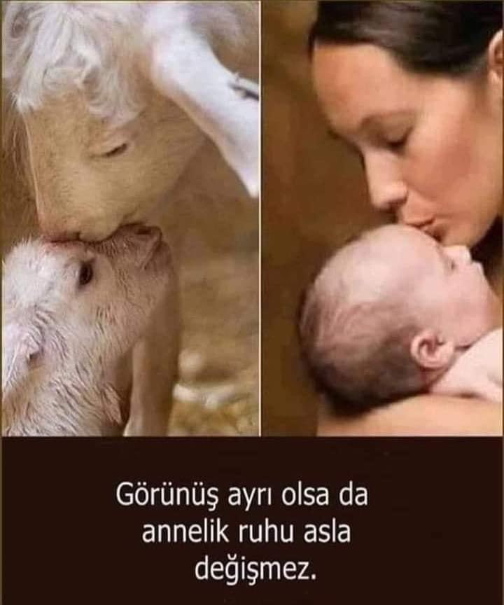 Sadece karnında değil  kalbinde büyütmüş tüm  annelerin anneler günü kutlu olsun.Kimimiz için  neşe  dolu olan bu özel  günde , annesini kaybetmis evlatların ;evladını  kaybetmiş  annelerin Allah sabrını  artırsın, kalanlara uzun ömürler  versin 💙🙏🌹 #Annelergünü