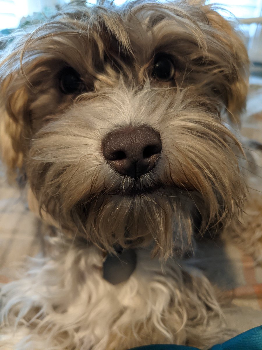 FenixPerrito's tweet image. Hello friends.