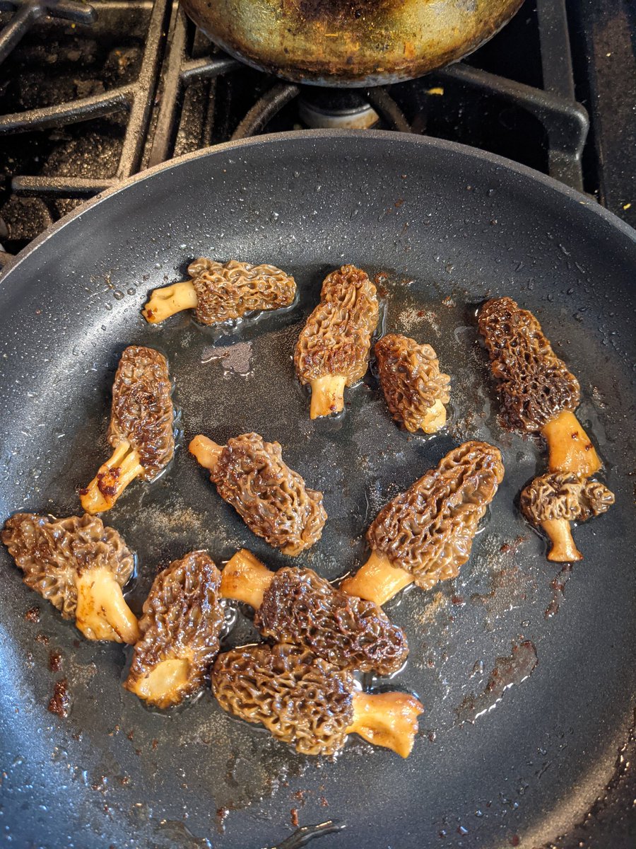 PoolEternity's tweet image. Fabulous fungal find! #morel @InvisiblePinky @IOHK_Charles #mushrooms