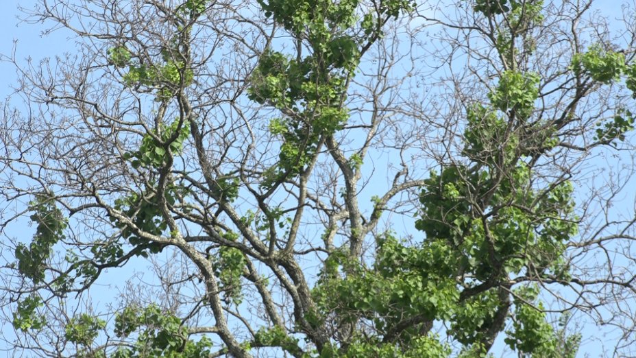 MikeMarut_'s tweet photo. Trees across Texas are showing a mix of green and brown after the #TexasWinterStorms. Some may survive, others won't. Arborists across the state are urging people to wait until June, maybe even July before deciding whether or not to cut them down. @KVUE https://t.co/VpPBgIcVuo