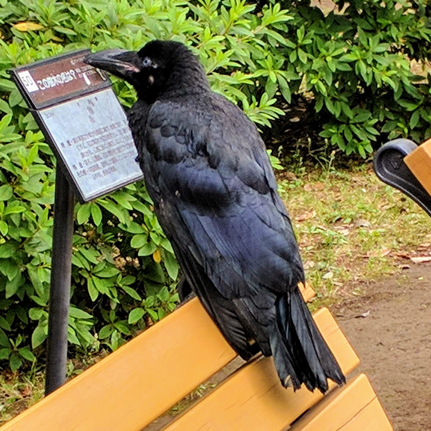 都立小金井公園 ちょうど カラスは繁殖期を迎え 巣作りが進んでいます この後ヒナがかえると 警戒心が一層強くなります 公園では 巣落とし等の対策をしていますが カラスはたくましいので一筋縄ではいきません 小金井公園 T Co