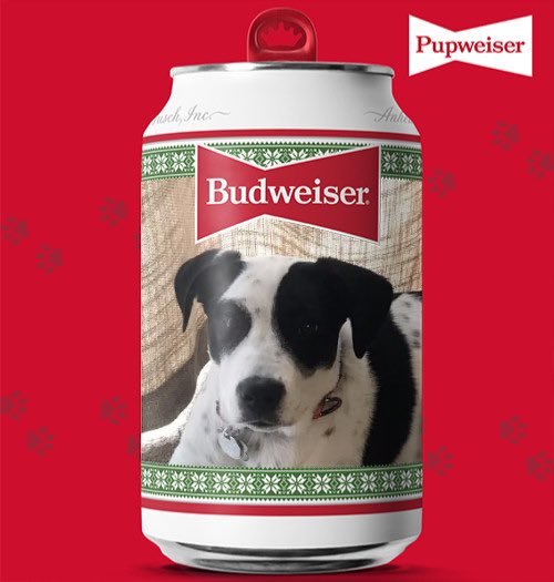 goodiesgalore's tweet photo. #PupweiserContest #budweiserusa https://t.co/qGwJ1Lgcg2