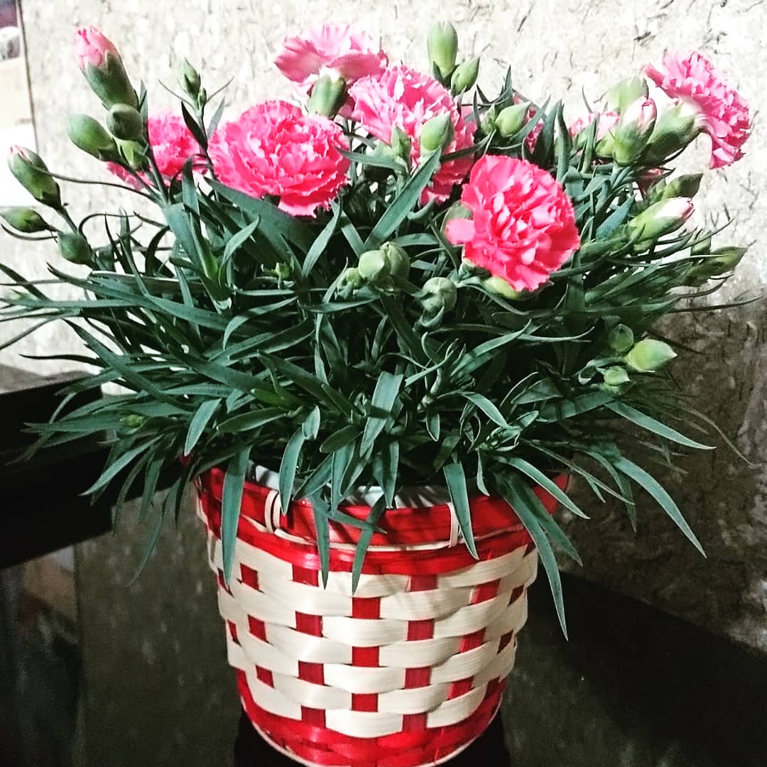 安達由美 母の日に寄せて ピンクのカーネーションの花言葉は 感謝 だそうです いつも憎まれ口ばかりの可愛くない娘ですが 笑 心の中ではいつも感謝です 母の日 ピンクのカーネーション 感謝の気持ちを込めて いつもありがとう