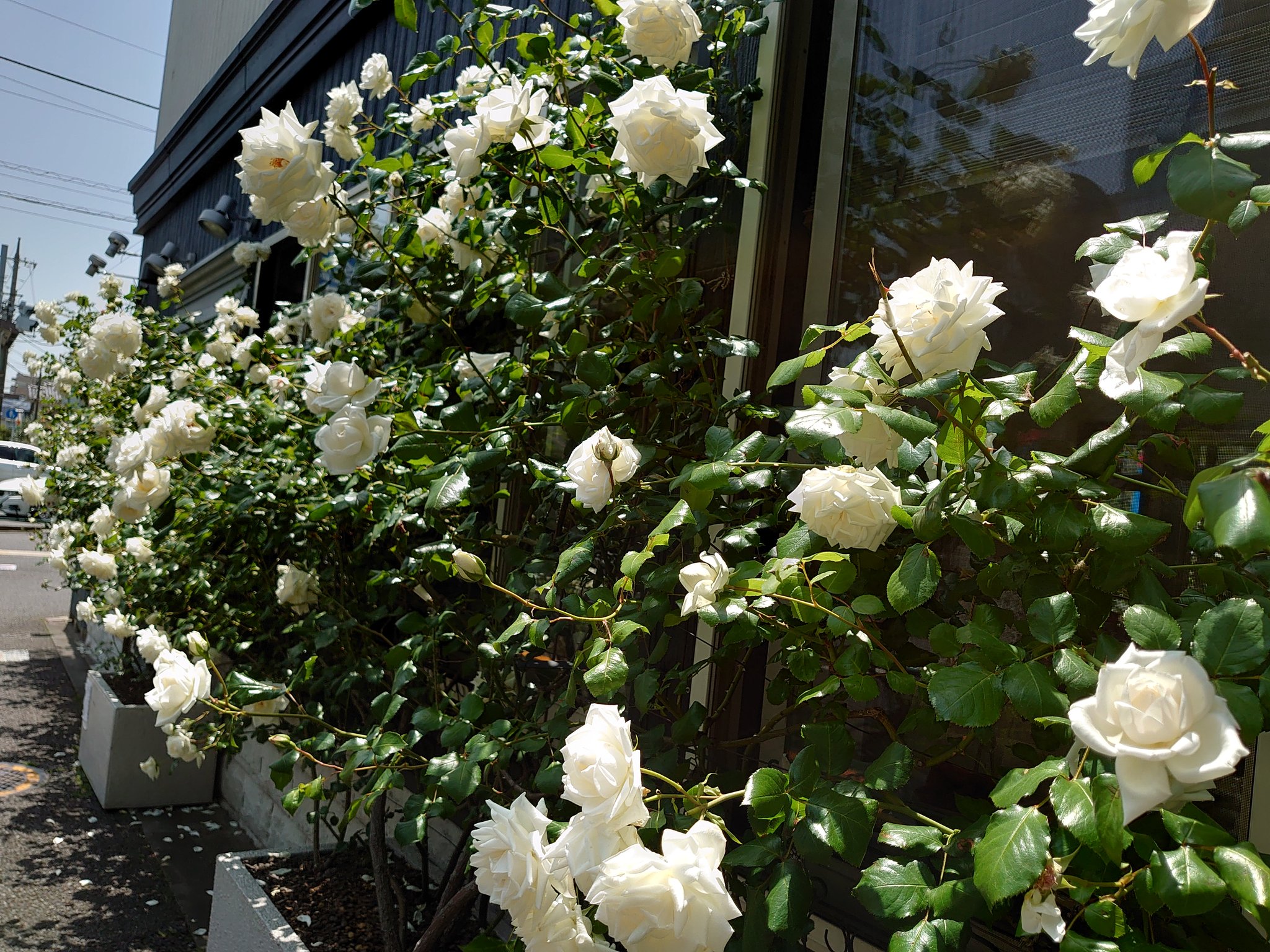 石川 晃 いい天気ですね 長年お世話になっている美容室 今年も白いバラが綺麗に咲いています T Co A6xchisa Twitter