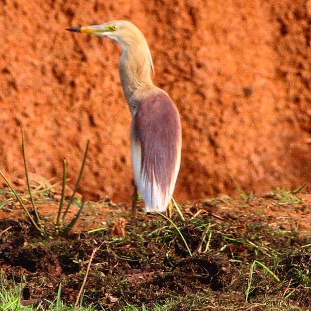 snshindol's tweet photo. "Aint i beautiful" !! 😍
Indian Pond Heron (Ardeola grayii) 2020
Excellant shot #Bapun !! 👌
PC: @Ramkalyansar
This @hindolbeauty 📷 at #Bankwal, #EktaliMIP behind the @HindolPalace
#nature #positivevibes #Love4Wilds #SpreadSomeLove #IndiAves #IncredibleHindol #goodmorning 😊💐 https://t.co/LRBbyodURs