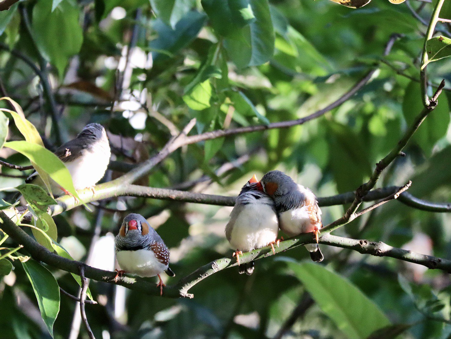公式 キャンベルタウン野鳥の森 キンカチョウの羽繕い オスからメスへ 日頃の労いを キンカチョウ 母の日 本日開園中 キャンベルタウン野鳥の森 T Co Alajkd3q3w Twitter