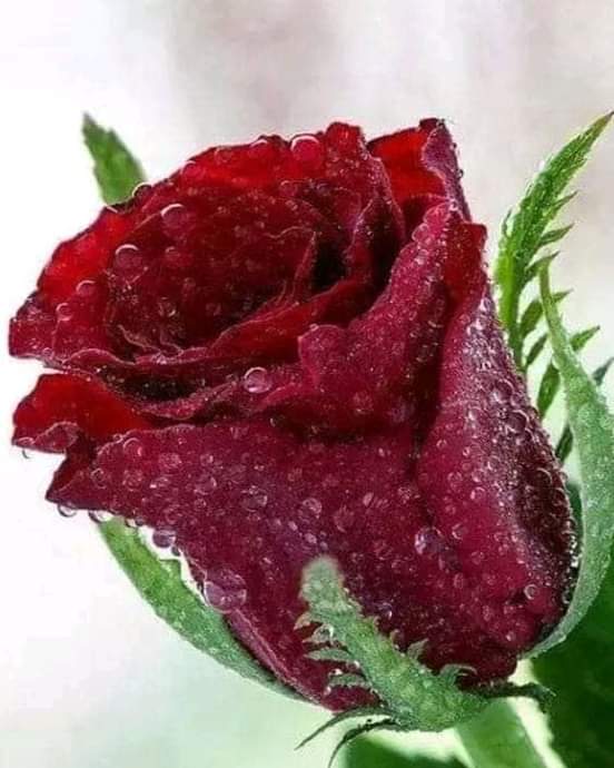 Gladys Martínez Verdecia tweet media