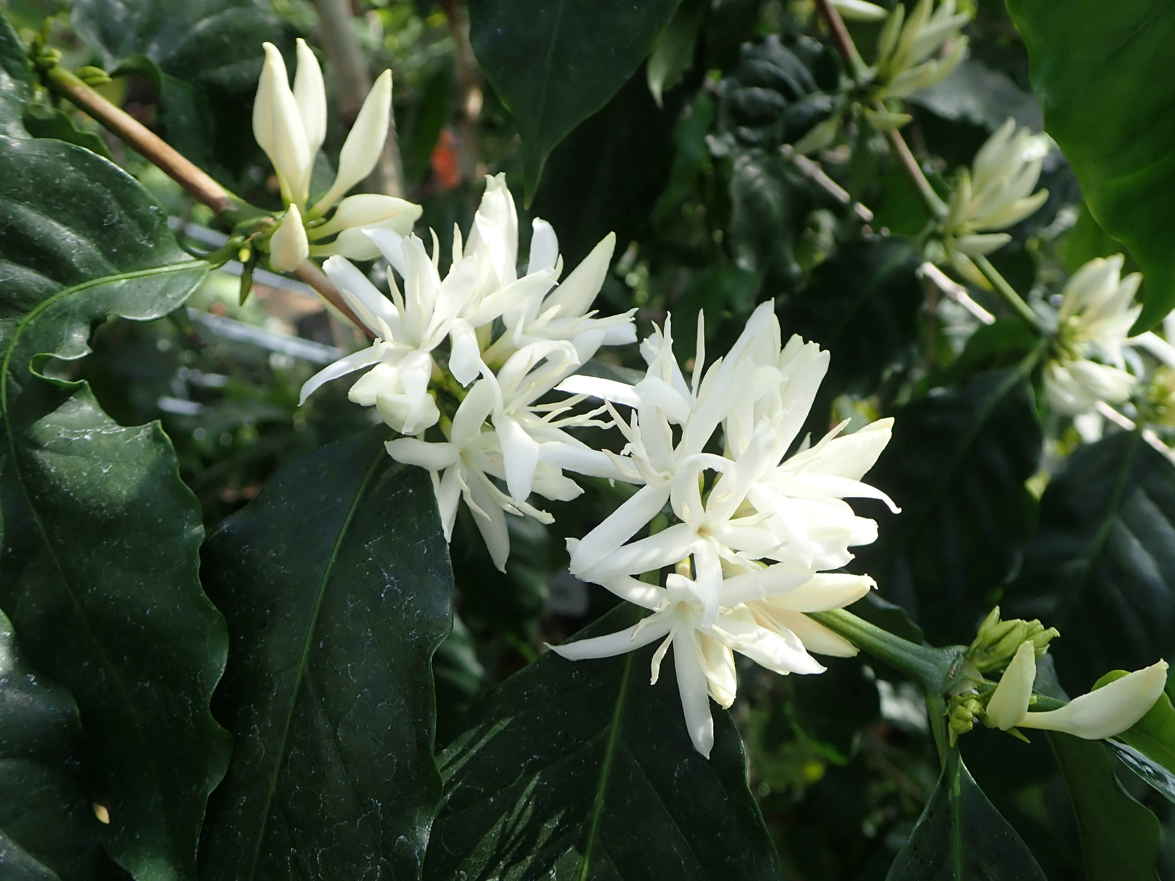 広島市植物公園 大温室でコーヒーの花が咲いています 赤い花がロブスターコーヒーでインスタントコーヒーに 白い花がアラビア コーヒーでレギュラーコーヒーとして利用されています インスタントコーヒー レギュラーコーヒー 大温室 T Co