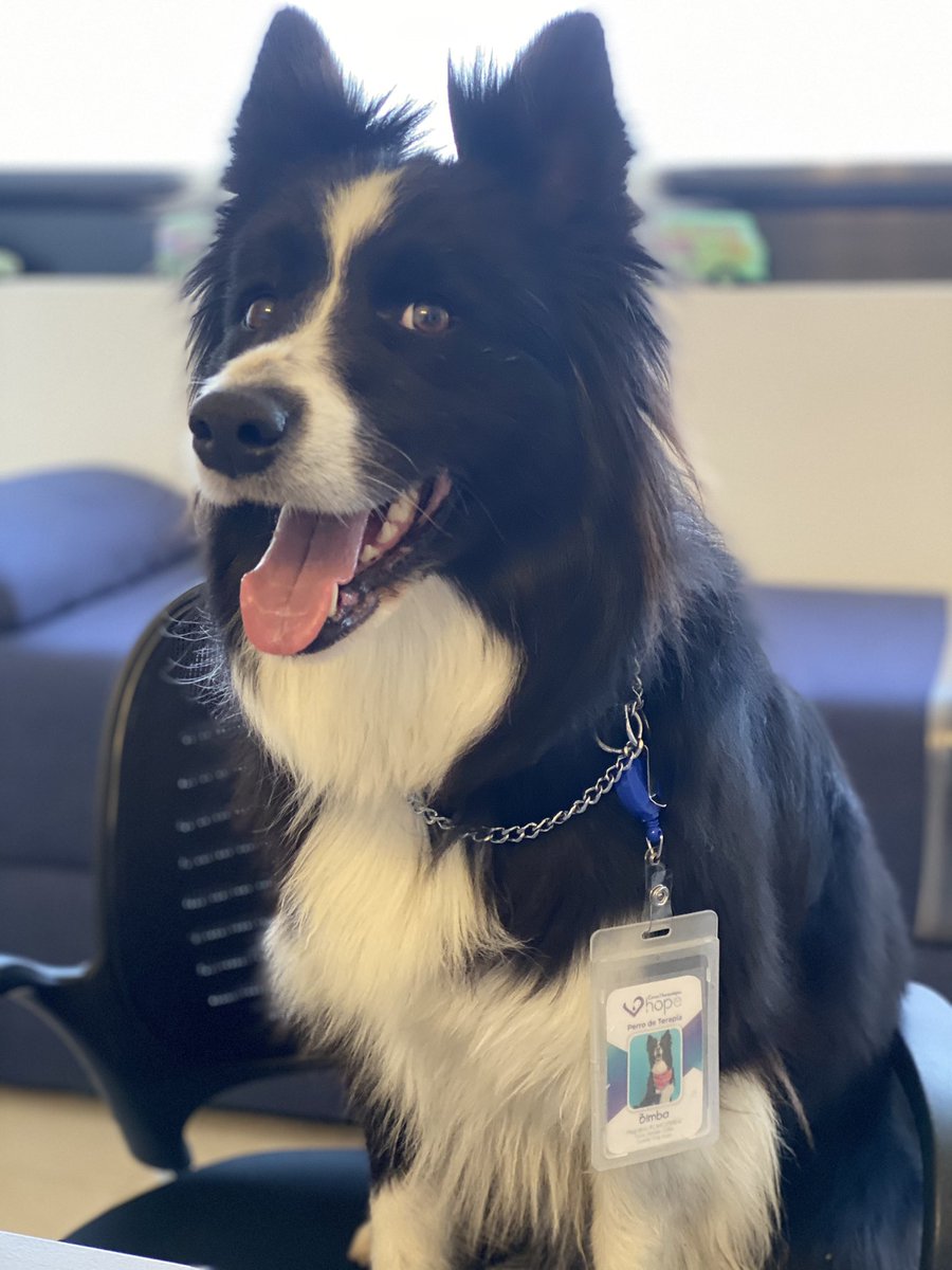 miguelherrerasl's tweet photo. As a hematologist, we must receive emotional support, I introduce my favorite therapist, Bimba π #Bordercollie #petpartner #hematology #Cancer #leukemia #Mexico https://t.co/4URNa4vTWq