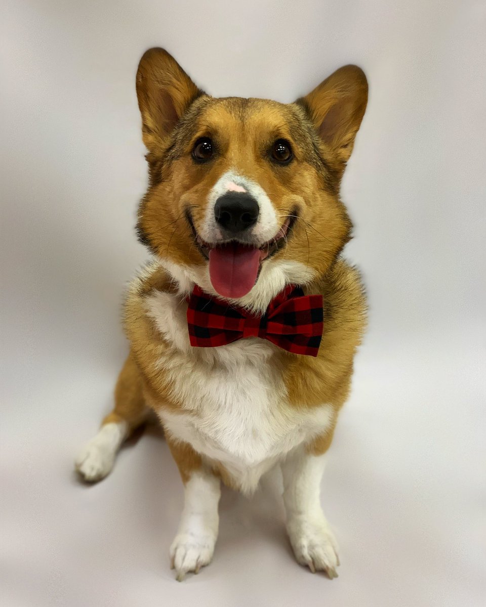 nicstubblefield's tweet photo. You would look really good on a beer can, buddy! #PupweiserContest @budweiserusa https://t.co/qmYQKNJExR