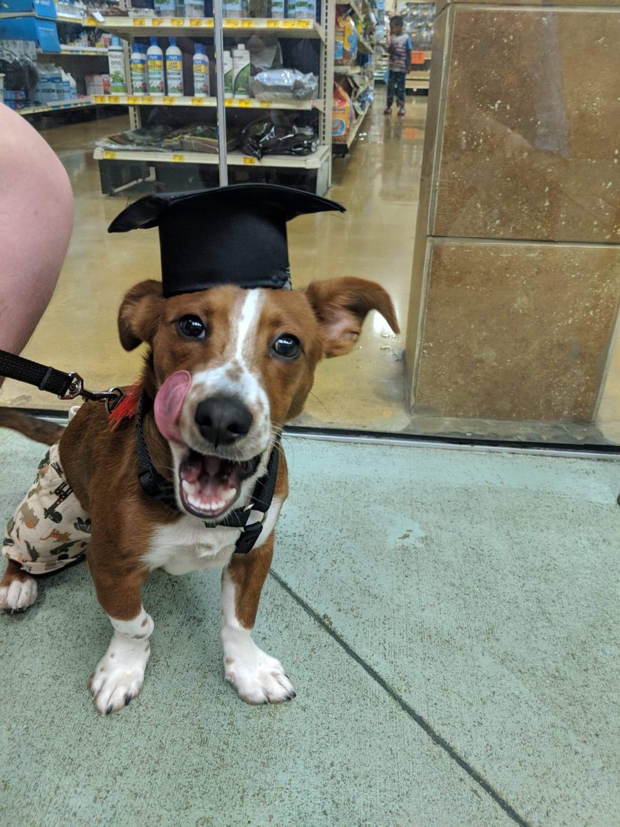 CountryFordLuv's tweet photo. #PupweiserContest https://t.co/ReJKBZfBFj