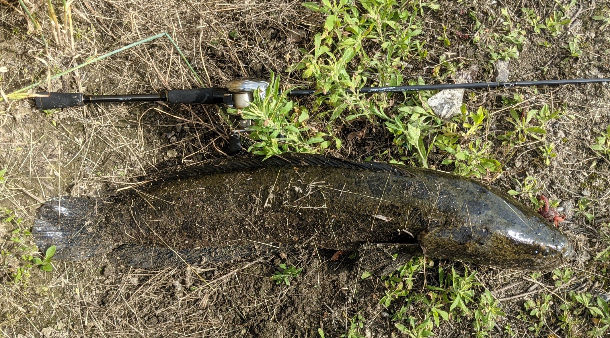 サイボーグjj やべぇサイズ来た ここのクリーク バスもナマズもライギョも全部巨大やん 巨大魚の巣 と名付けよう 水門は常に閉鎖されて オーバーフローのみ流れるから 釣り堀状態 雷魚 ライギョ カムルチー タイワンドジョウ 佐賀バス