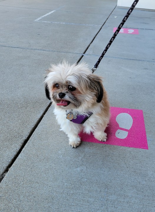 Practicing social distancing <a href="/tmobile/">T-Mobile</a>.
 #miki #dog