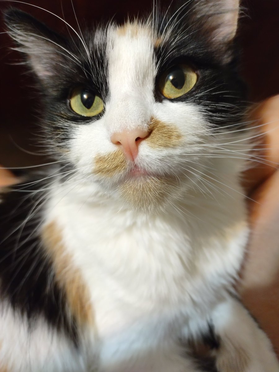Shugarrbeans's tweet image. Helo furrends am new to birdo app. Shugarr is mine name. Hope to meet other cattos. #CatsOfTwitter. #Caturday #CalicoCrew