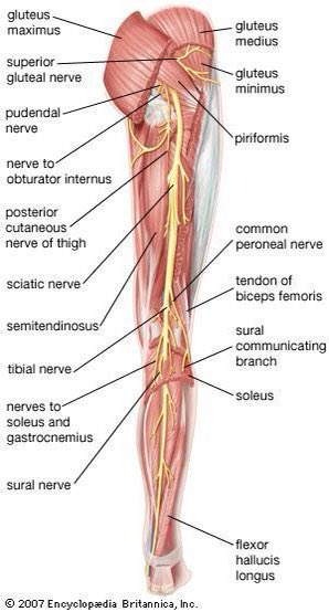 11/ Things to watch out for during neurological differentiation:• radicular sciatica• sciatic trunk neuropathy• distal peroneal neuropathy radiating proximally (it happens!)