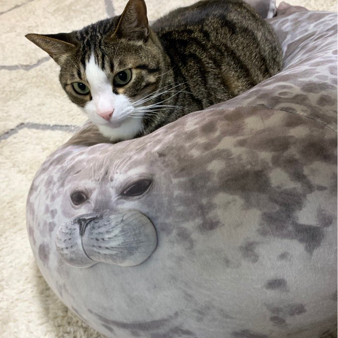 アザラシ 高画質 のtwitterイラスト検索結果 古い順