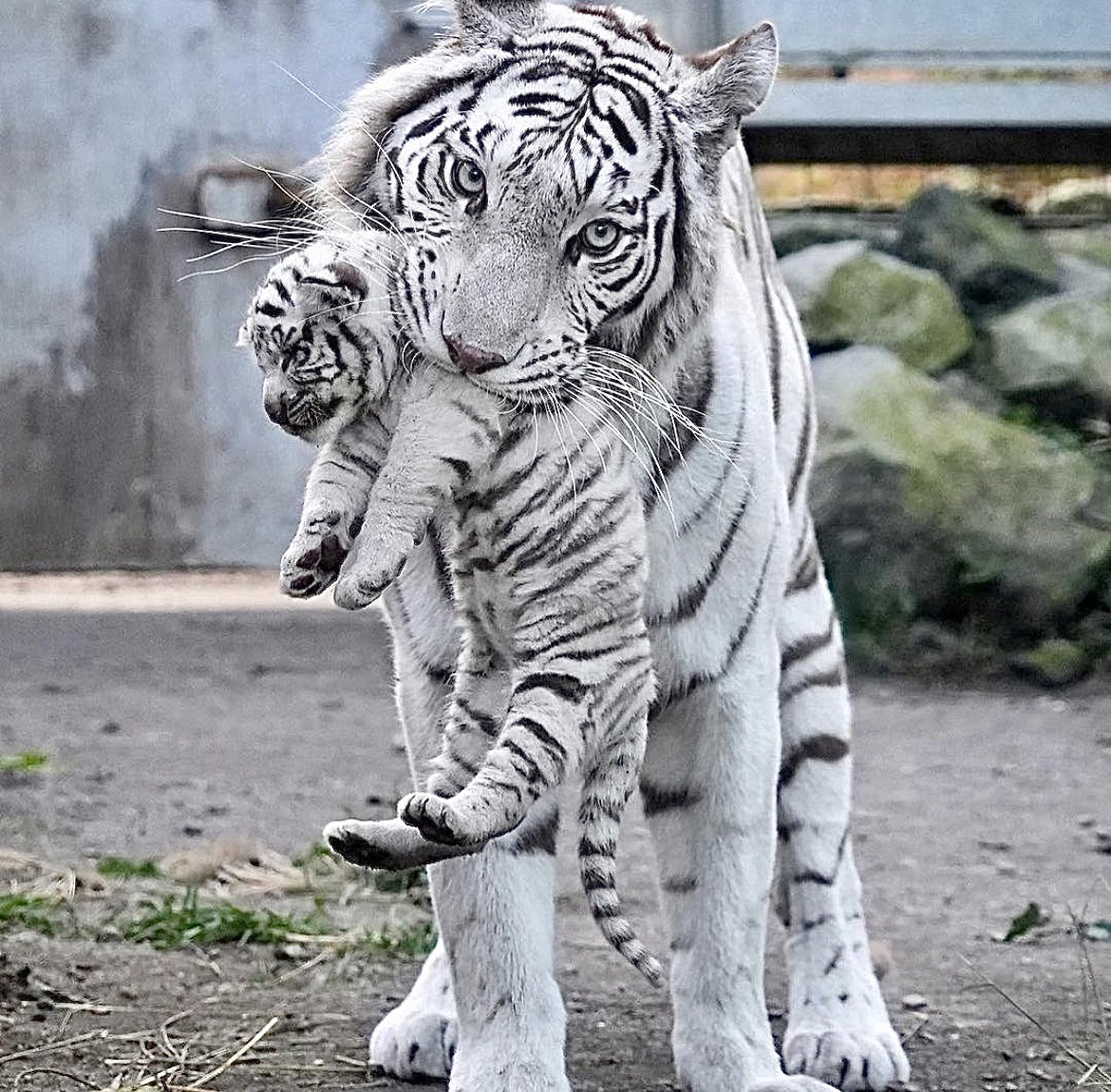 Let’s raise a toast to all the moms who do everything for their cubs...and wish they could carry them around as easily as White Tigers do! Happy Mother’s Day from White Tiger Vodka!