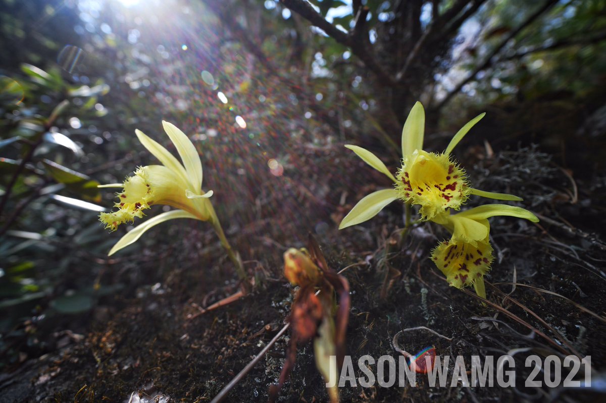 JishenWang's tweet photo. #pleione #pleioneforrestii #orchids #epiphytes #lithophytes https://t.co/r69N31wQx7