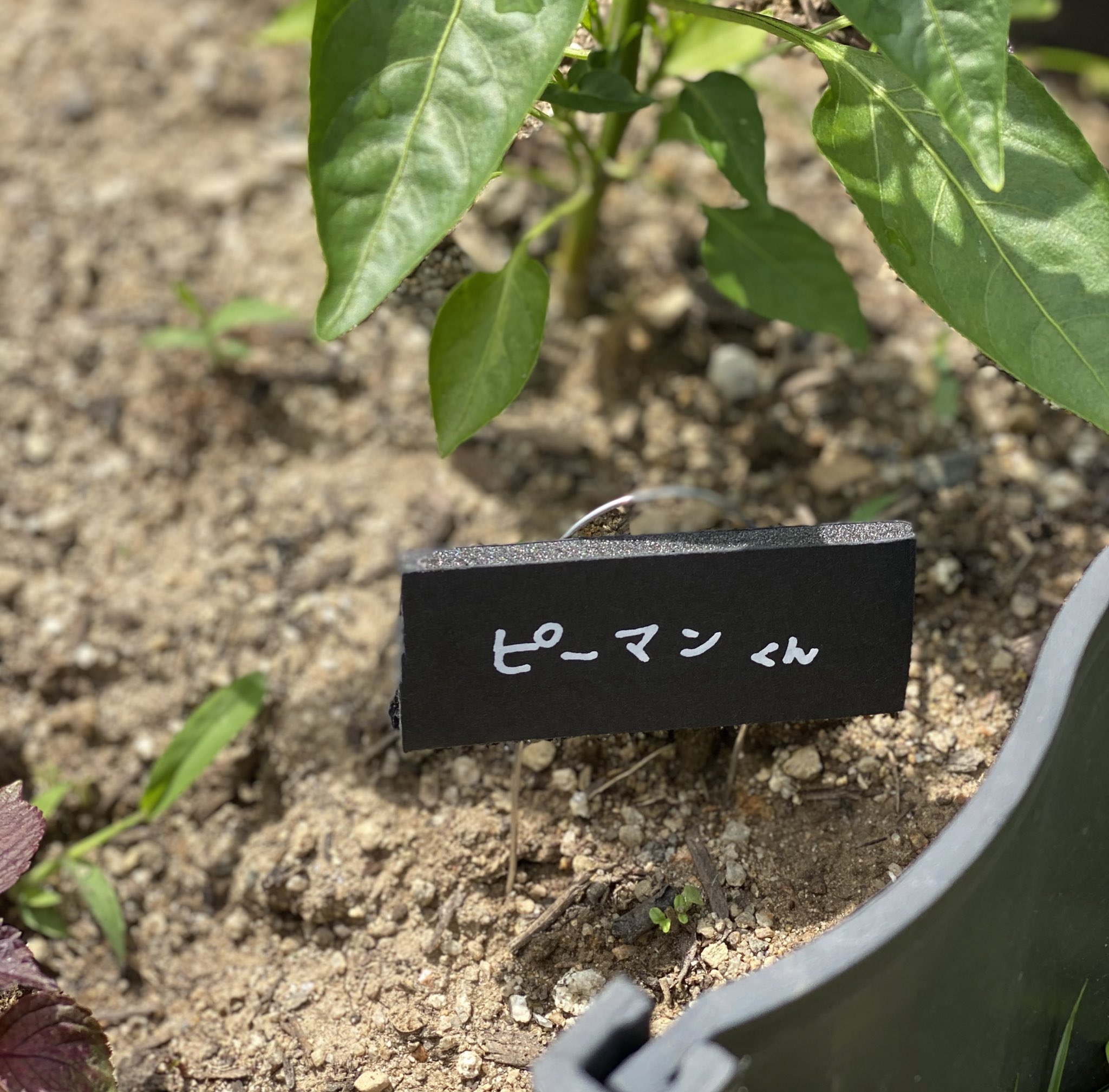 園芸用ラベル Twitter Search Twitter
