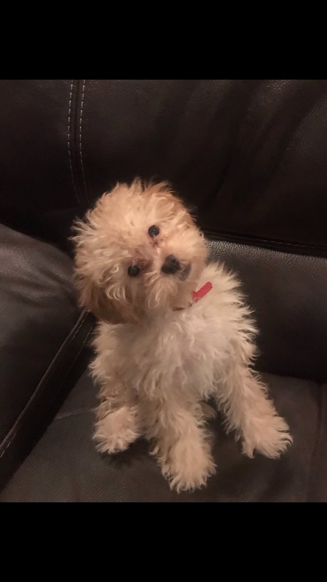 MaryVal79553287's tweet photo. @budweiserusa @foundation_pets #PupweiserContest https://t.co/5UuigVdoiI