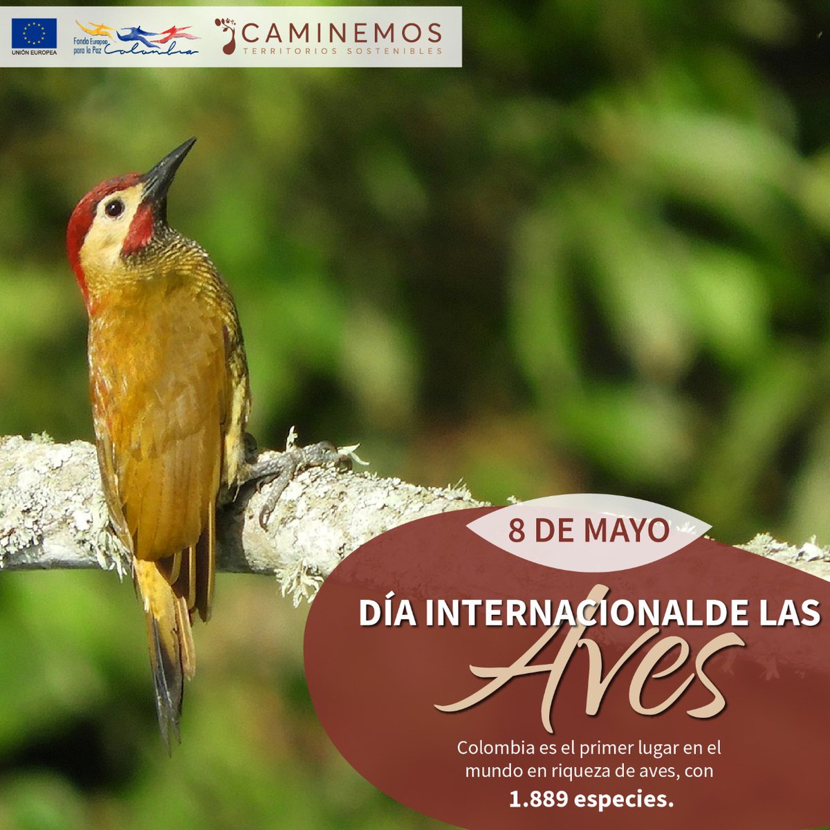 Hoy 8 de mayo se celebra el #DíaMundialDeLaAves y el Guaviare alberga una cantidad importante de especies del país, por eso seguimos comprometidos con la restauración de cuencas hídricas, a través de la reforestación y conservación de bosques de mano de autoridades locales.