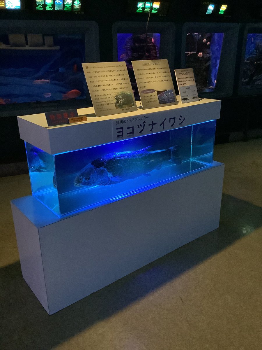 東海大学海洋科学博物館 自然史博物館 Muse Tokai Twitter