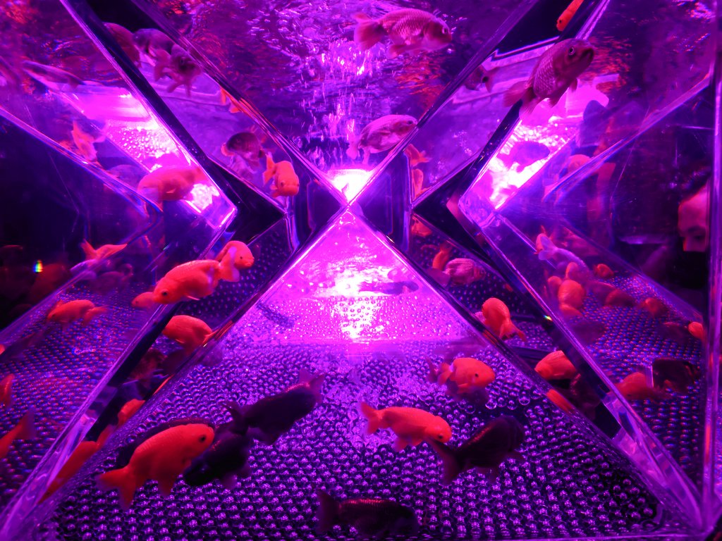 一条 玲鳳 エルコレlox 東京を拠点に関西 福岡と 期間限定で色々な地域で開催 一見の価値アリ アートアクアリウム T Co Zhcenpmsxr Twitter 一条 玲鳳 エルコレlox 東京を拠点に関西 福岡と 期間限定で色々な地域で開催 一見の価値アリ アートアクアリウム T Co Zhcenpmsxr Twitter