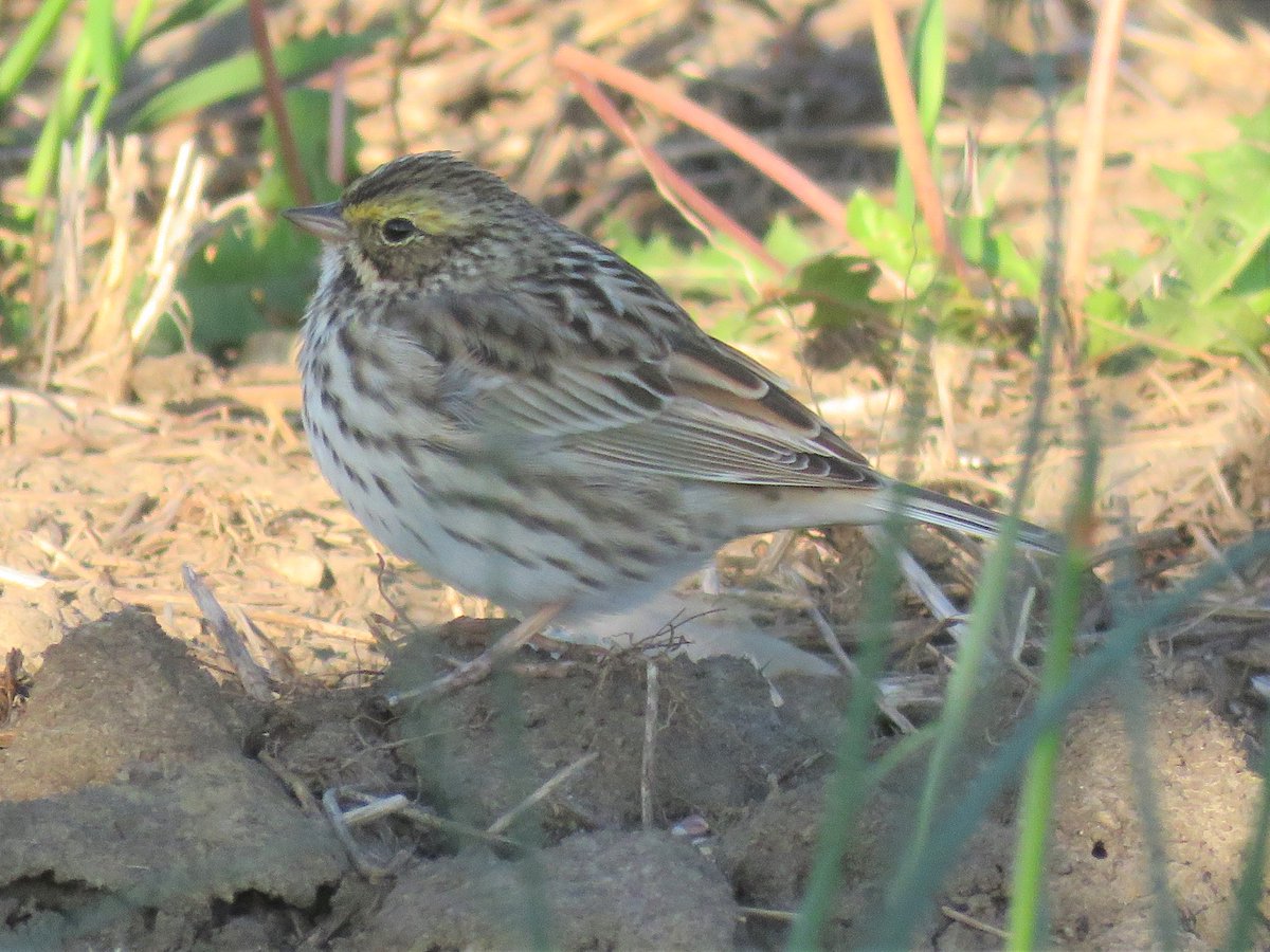 Spring may be for the warblers, but don't forget sparrows are moving too!!

My fieldsites are covered in sparrows-- Chipping, Song, White-crowned, and Savannah!