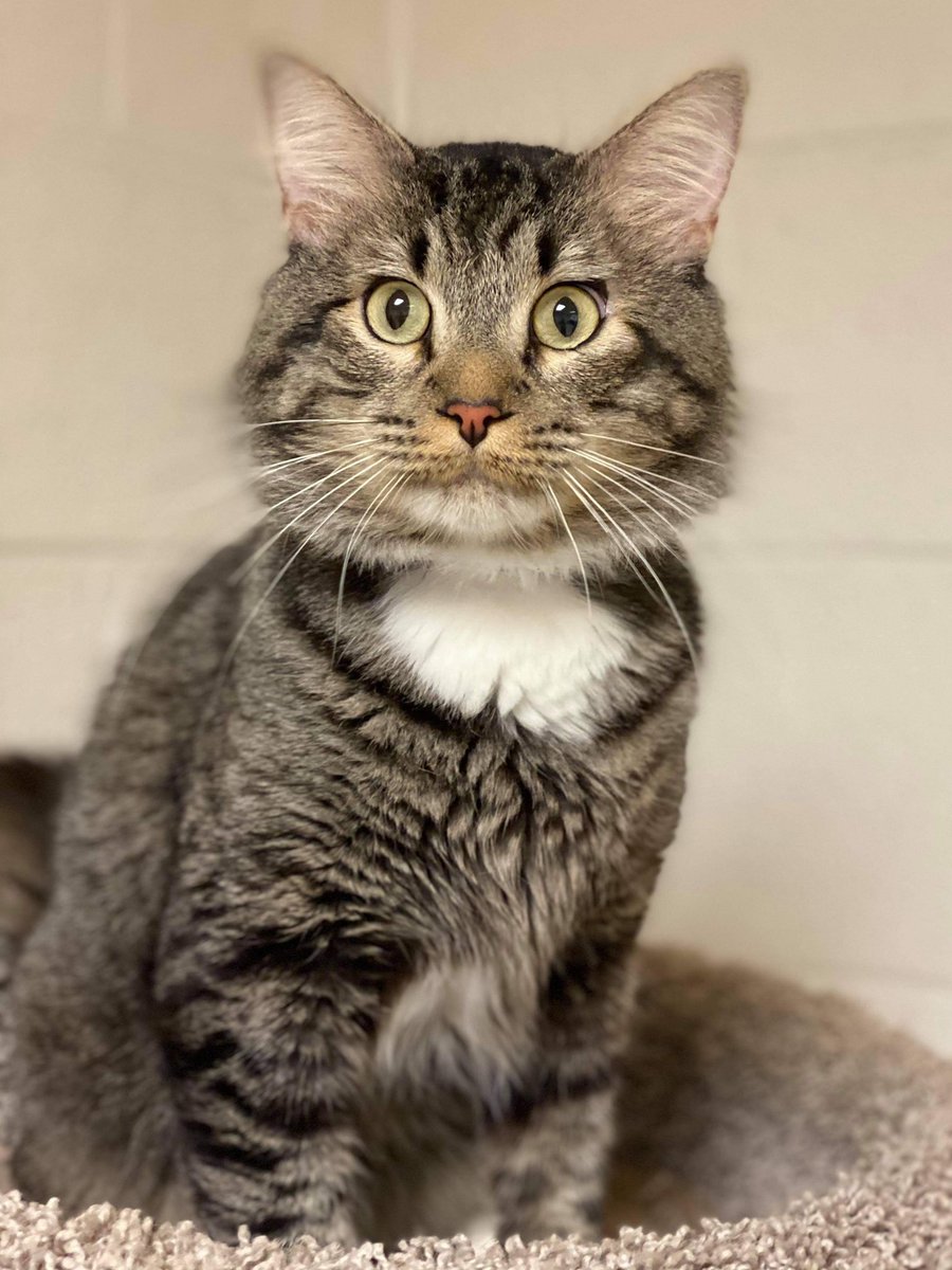PeterAskin1's tweet photo. Sweet tabby boy kitty "Milo" ID 628166 at the #CobbCounty shelter in #MariettaGA was in quarantine for an alleged bite (the rap sounds contrived to me)! Adopt! Phone: (770) 499-4136 to meet this fine fellow! (Or online per the link below)! Pledge! URGENT!
https://t.co/rZ4yZvcMCZ https://t.co/6sf0eUdrid