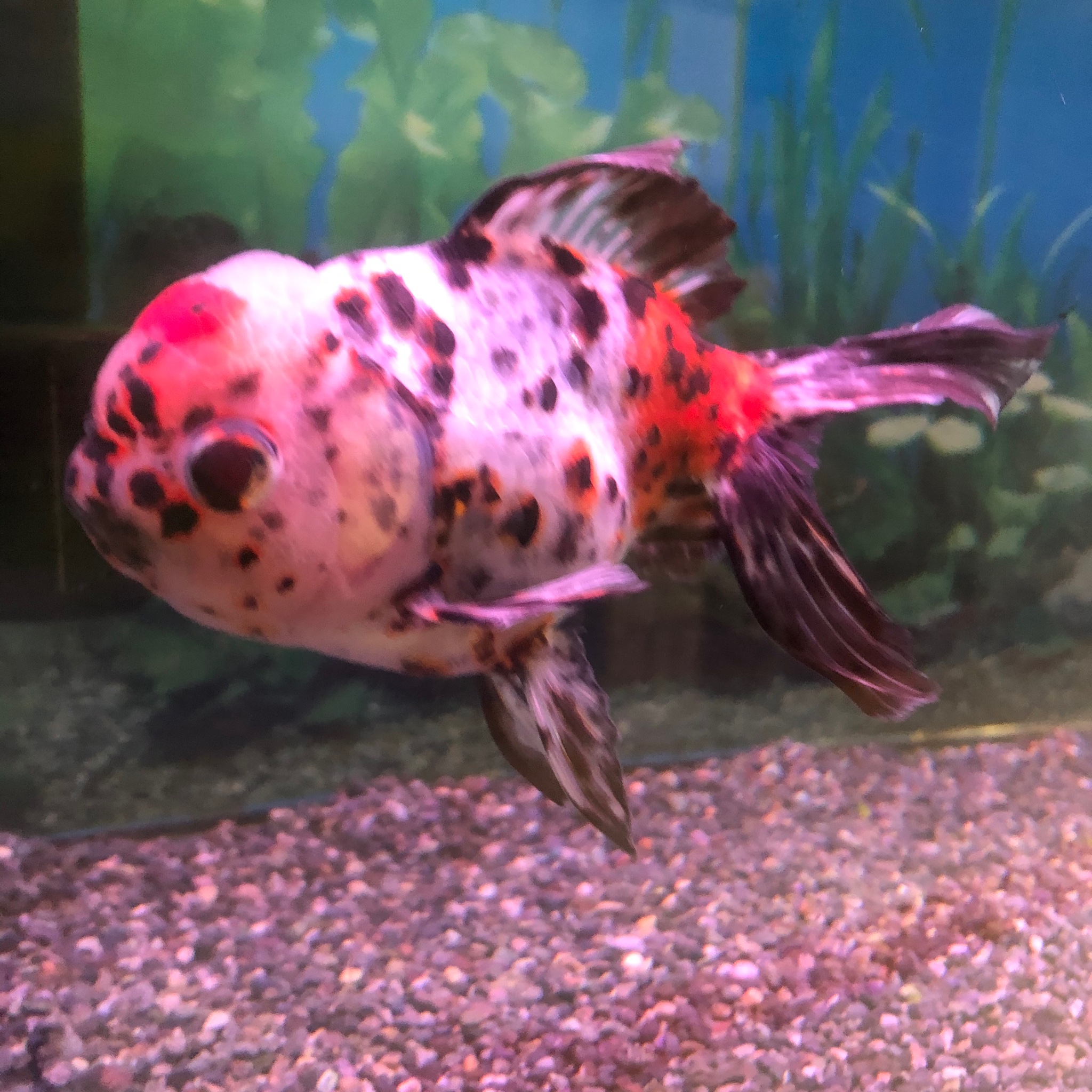 臨時閉館中 弥富市歴史民俗資料館 金魚 写真をちゃんと撮らせてくれる子と ごはんと勘違いして暴れる子のギャップがすごいです 金魚 アズマニシキ コメット 魚の写真へたくそ選手権 T Co Gqtbayblpa Twitter