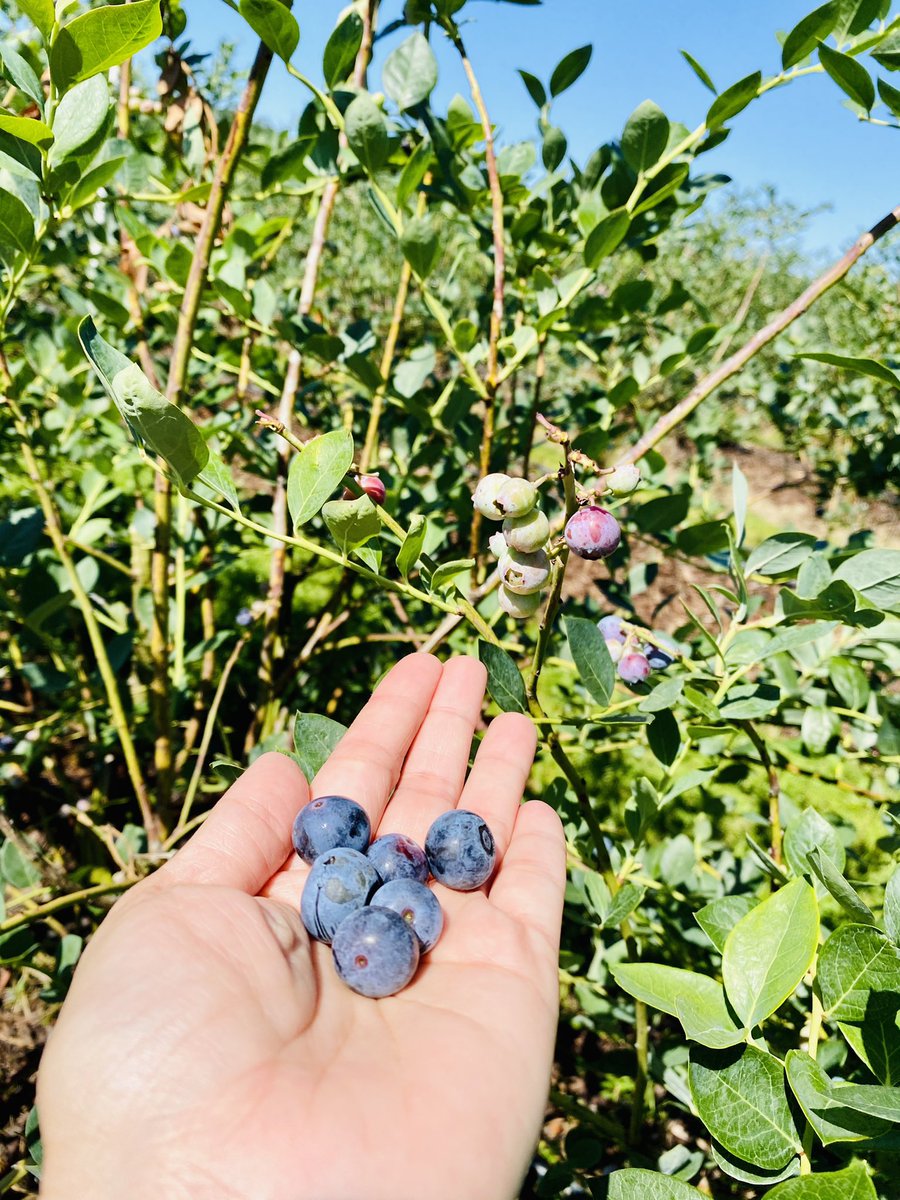 dolbyl's tweet photo. Eating 🍽 fresh with juicy blueberries 🫐 from the Atwood Family Farm and wonderful veggies my awesome neighbor’s garden 🪴.  #SaturdayMood #SaturdayVibes #SaturdayMotivation #eatingfresh #garden #gardens #nofarmsnofood #atwoodfamilyfarm https://t.co/yhdyntDQSO